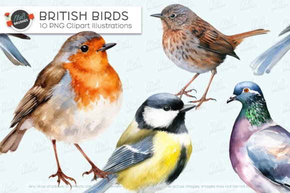 10 Watercolor British Birds Illustrations for Crafters