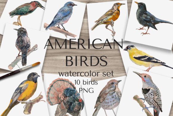 American Birds Watercolor Set: Editorial Illustrations