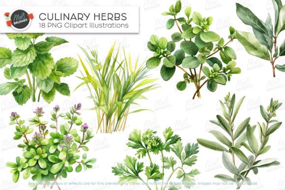Culinary Herbs Watercolour Clipart: Editorial Illustrations