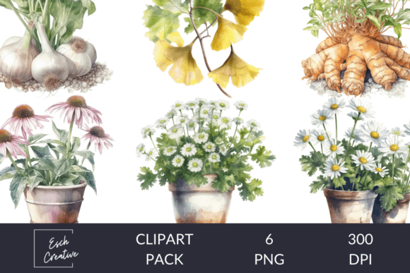 Herbalist Common Plants Watercolor Vol1 Illustrations