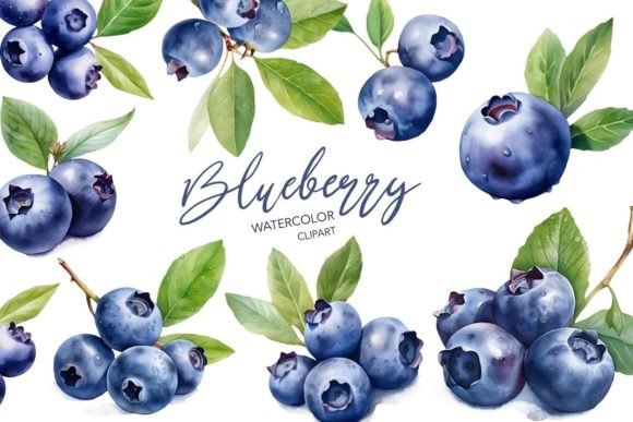 Watercolor Blueberry Clipart Illustrations for Crafters